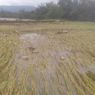 Banjir Terjang Bengkulu, Ratusan Hektar Sawah Siap Panen Rusak