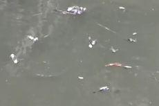 Puluhan Ikan Sapu-sapu Mati di Kali Cikeas, Diduga Bukan karena Pencemaran