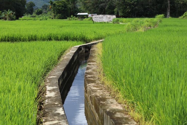 Dokumentasi salah satu perairan sawah di Indonesia.