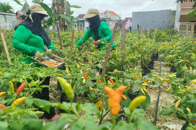 Tim PKK RW 09 Perumahan Pondok Halim 2 melakukan panen di lahan urban farming yang semula merupakan lahan kotor penuh sampah, Senin (9/6/2025). Riset IPB University menunjukkan urban farming ekologis bisa menurunkan suhu perkotaan dan memperbaiki kualitas lingkungan. Simak selengkapnya.