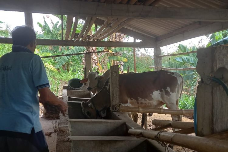 Peternak Sapi di Kecamatan Gunungpati, Kota Semarang Sodikun kesulitan mencari pakan rumput 