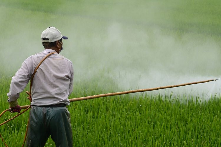 pertani sedang melakukan pengendalian hama dan penyakit pada tanaman padi
