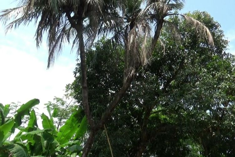 Pohon kelapa bercabang sembilan di pekarangan depan rumah Nanang Aris (35), warga Desa Bondo, Kecamatan Bangsri, Kabupaten Jepara, Jawa Tengah, Selasa (23/3/2021).