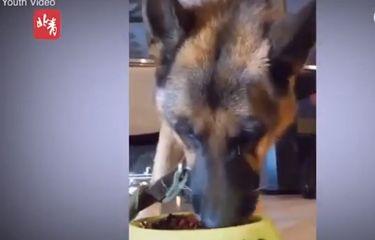 Video Viral Anjing Menangis Dipaksa Makan Cabai demi Konten ...