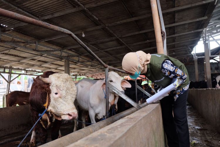 Petugas DKP3 tengah melakukan pemeriksaan kesehatan hewan di peternakan ADH Farm, Cimanggis, Depok, pada Kamis (12/5/2022), dalam upay mengantisipasi penularan wabah penyakit mulut dan kulit (PMK) yang belakangan menjakiti beberapa hewan ternak di beberapa daerah. (dokumen: DKP3 Kota Depok).