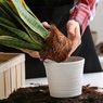 Alasan dan Tanda Tanaman Hias yang Baru Dibeli Harus Direpotting