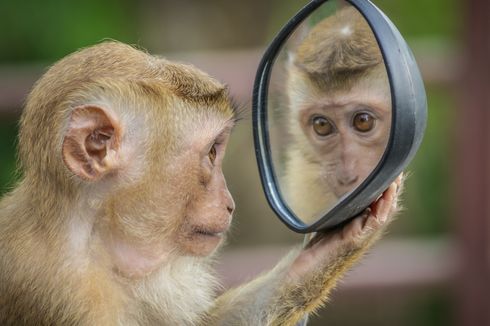Mengapa Kita Bisa Melihat Bayangan Kita di Cermin?