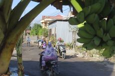 Jalan Trans Sulawesi Rusak Puluhan Tahun, Warga Tanam Pohon Pisang di Jalan