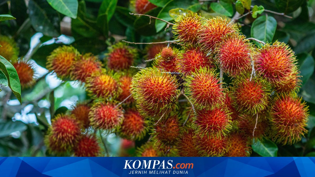 Musim Rambutan Jatuh di Bulan Apa? Ini Jadwal Panen Buahnya!