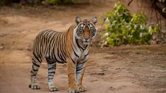 Harimau Sumatera Masuk Sawah Warga Agam, BKSDA Pasang Kandang Jebak dan Siapkan Tembak Bius