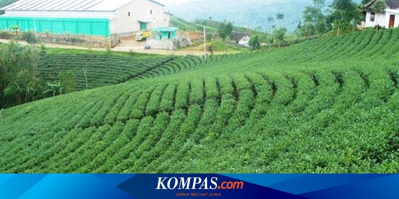 Wisata Kebun Teh Halaman All Kompas Com