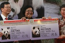 Sepasang Giant Panda, Simbol Persahabatan Indonesia dan China