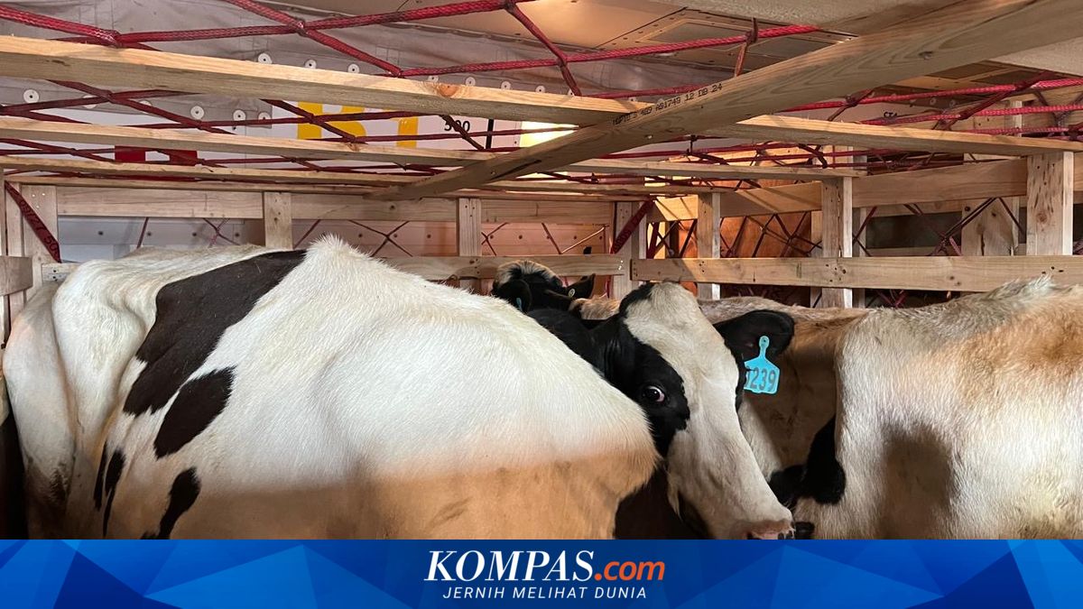 Kementan Proyeksikan Impor 2 Juta Sapi hingga 2029