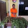 Tanam Ganja di Belakang Rumah, Pria di Taput Ditangkap Polisi