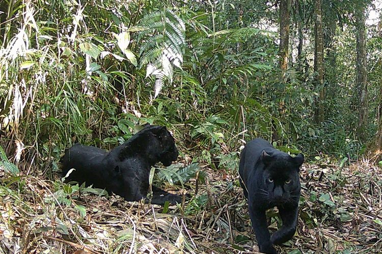 Sepasang Macan Kumbang terekam kamera di Taman Nasional Gunung Halimun Salak (TNGHS).