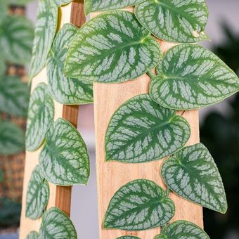 Ilustrasi tanaman hias Monstera dubia. 