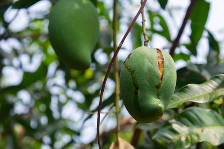 Buah mangga yang pecah sebelum dipanen