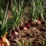 Catat, Ini Tanaman Pendamping Bawang Merah yang Bisa Tumbuh bersama