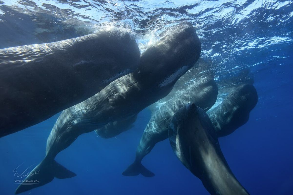 Survei OceanX 2024 mengungkap 93 persen habitat paus dan lumba-lumba di perairan barat Sumatera berada di luar kawasan lindung.