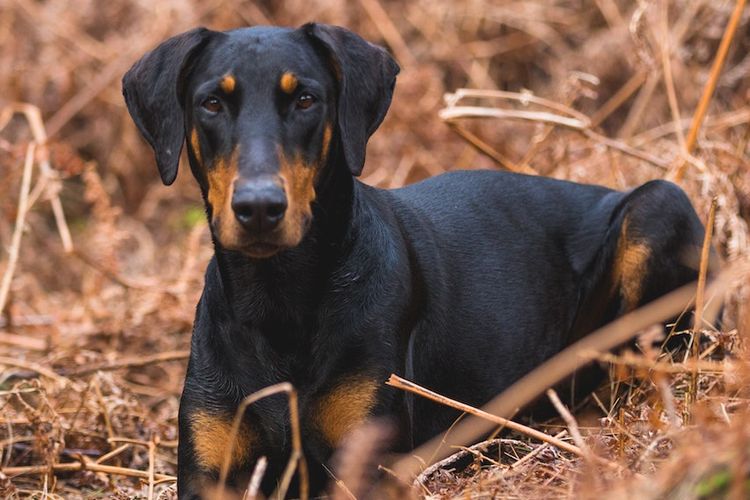 Ilustrasi anjing Doberman pinscher. 