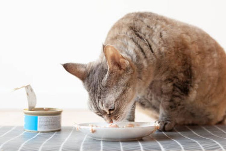 Cara Jitu Bikin Kucing Betah dan Bahagia di Rumah
