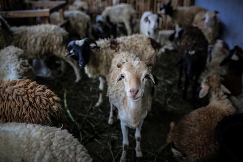 Idul Adha, Daging Kurban Kurang Enak Ini Penjelasan Pakar UGM