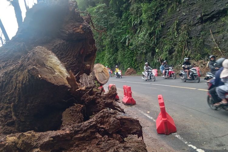 Sejumlah kendaraan melintas di Jalur Puncak Lembah Koi Cianjur, Jawa Barat, Jumat (24/1/2024) pasca longsor dan pohon tumbang di kawasan itu semalam.