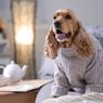 5 Penyebab Anjing Gemetar, Jangan Dianggap Sepele