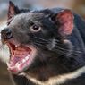 Setelah 3000 Tahun, Bayi-bayi Setan Tasmania Berhasil Lahir di Alam Liar Australia