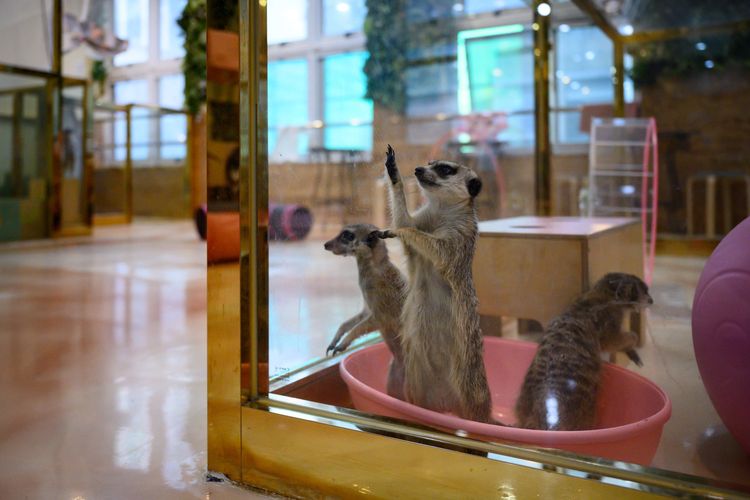 Sekelompok meerkat sedang melihat keluar dari kandang mereka di kafe binatang Eden Meerkat Friends di Seoul, Korea Selatan, 31 Maret 2020. Akibat virus corona, sejumlah bisnis di Korea Selatan mulai merugi menyusul pemberlakukan jarak sosial dan tinggal di rumah kepada warga. Namun kafe hewan tetap harus menjaga keberlangsungan hidup hewan meskipun sepi pengunjung.