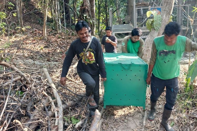 Karhutla Samboja Mengancam KHDTK Wilayah IKN, 11 Orangutan di Sekolah Hutan Dievakuasi