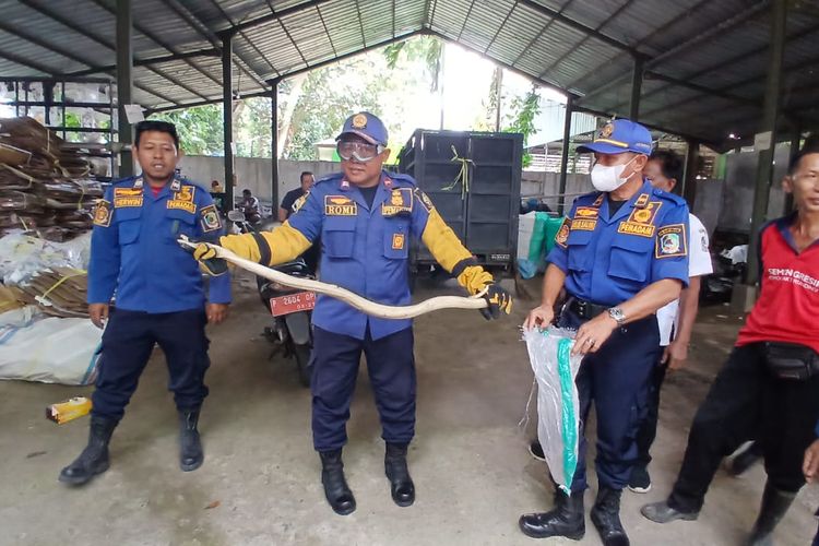 Ular kobra dievakuasi Damkarmat Banyuwangi dari area bank sampah, Rabu (11/6/2025) 