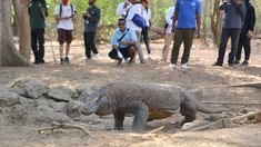 Soal Foto Komodo 