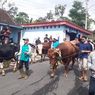 Tradisi Unik Lebaran di Boyolali, Sapi Dikalungi Ketupat dan Diarak
