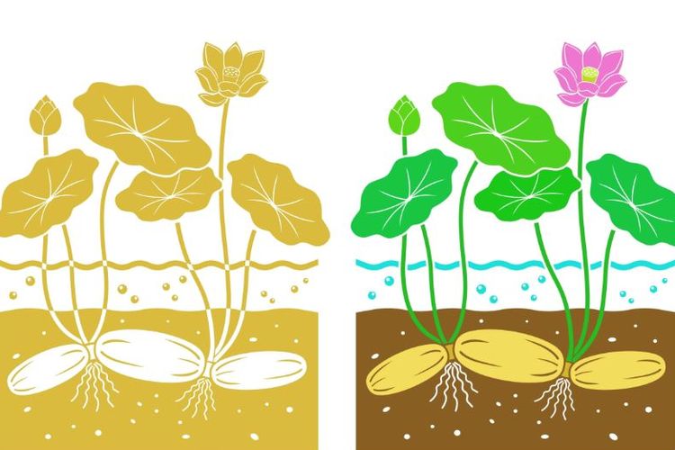 Ilustrasi akar, batang, dan tubuh lotus