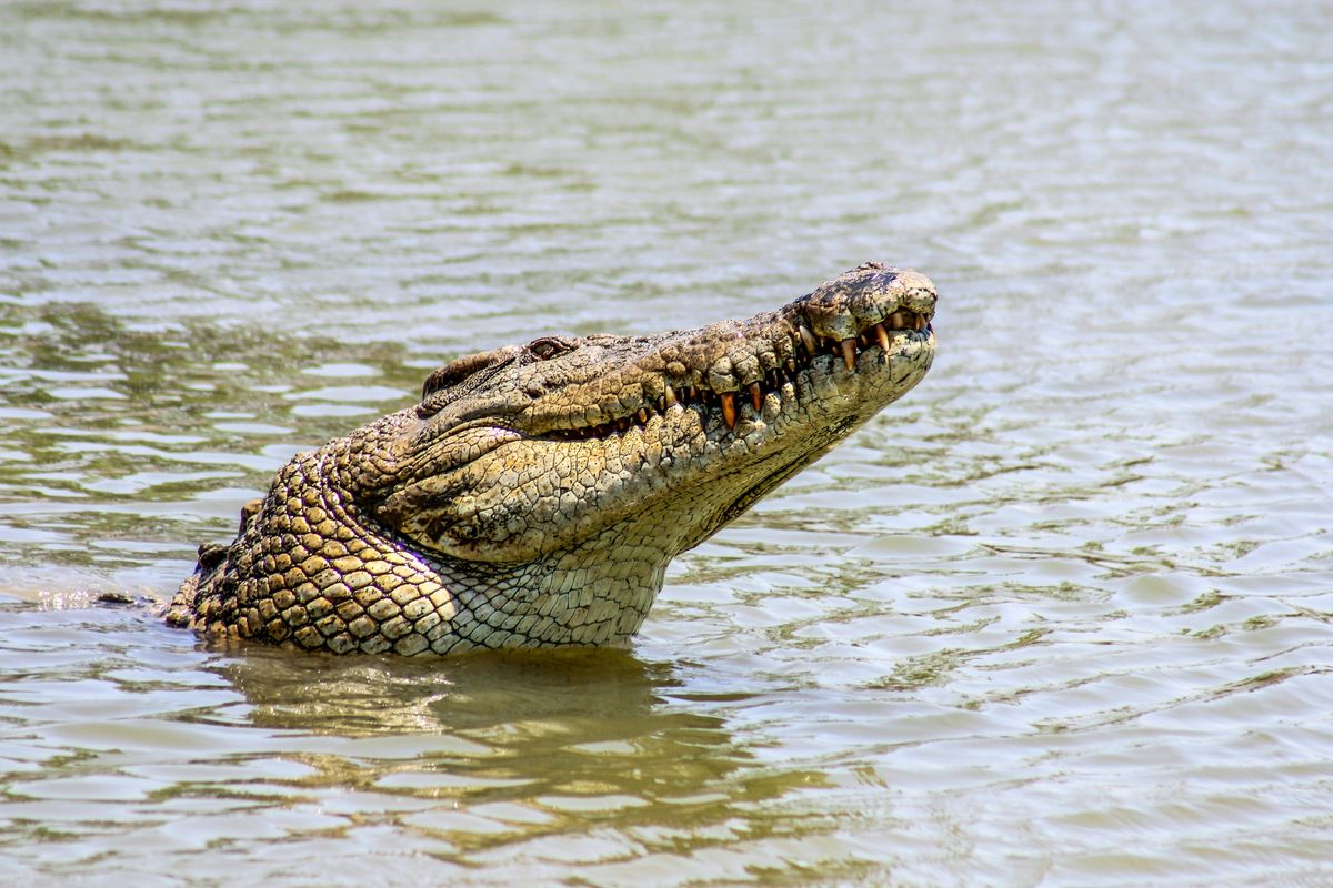 Hendak BAB ke Sungai, Warga OKI Digigit Buaya