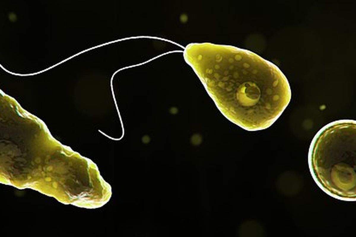 Ilustrasi Naegleria fowleri. Naegleria fowleri adalah spesies yang dikenal sebagai amuba pemakan otak sejak ditemukan pada 1965. Ini menyebabkan penyakit bernama meningoensefalitis amuba primer (PAM). 
