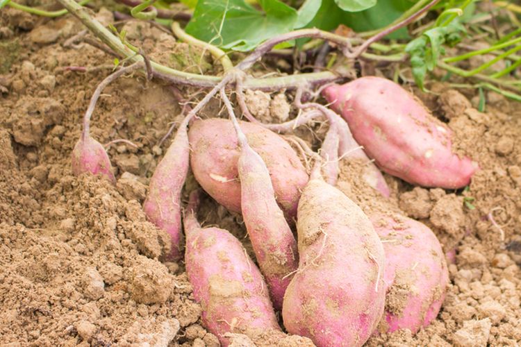 Ilustrasi menanam ubi jalar organik.