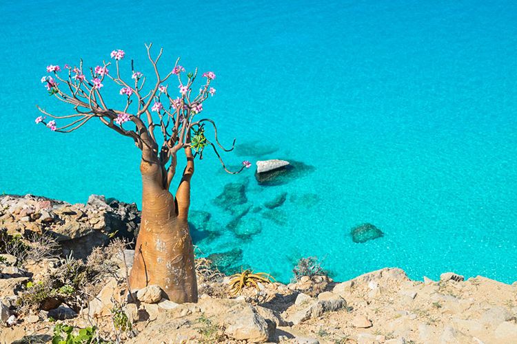 Pohon Botol yang Unik di Pulau Sokotra, Yaman.