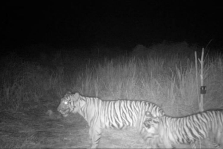 Tangkapan layar video rekaman kamera trap yang memperlihatkan induk dan anak harimau sumatera di wilayah Desa Pulau Muda, Kecamatan Teluk Meranti, Kabupaten Pelalawan, Rabu (2/11/2022).