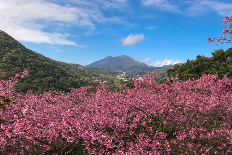 Pemandangan bunga sakura di Gunung Yangmingshan, Taiwan.