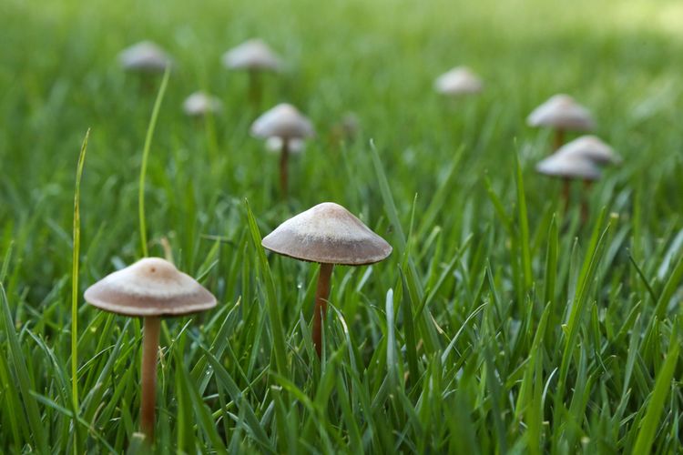 Jangan Langsung Disingkirkan, Nih Sederet Manfaat Jamur Halaman Rumah
