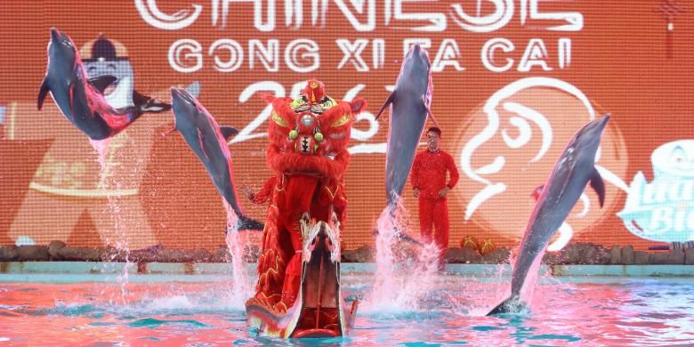 Atraksi barongsai bersama lumba-lumba di Gelanggang Samudra Ancol.