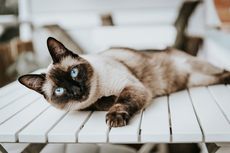 5 Ras Kucing yang Bulunya Tidak Mudah Rontok