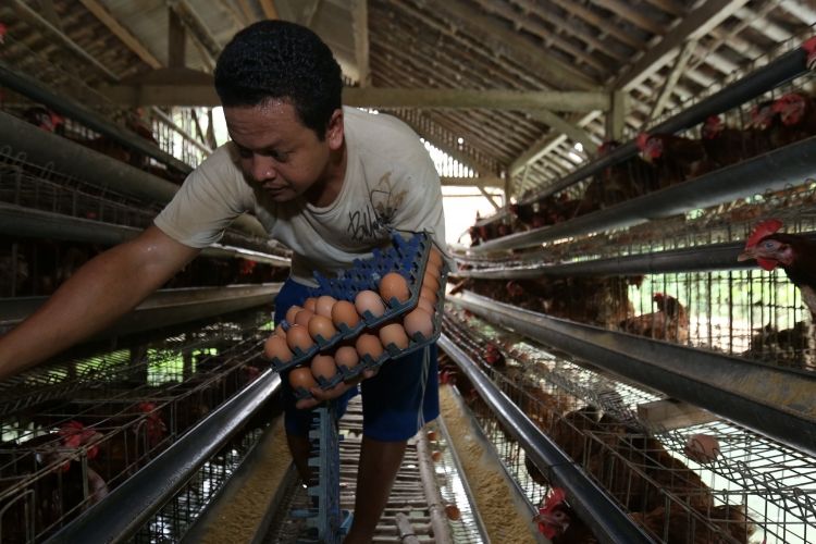 Rizal mengumpulkan telur hasil dari peternakan miliknya di Pengasinan, Bogor, Jawa Barat,  Kamis  (12/10/1017). Rizal memiliki 4000 ekor ayam petelur yang menghasilkan 3500 telur setiap harinya. Keuntungan setiap bulannya mencapai lebih dari Rp 15 juta dari hasil jual telur.