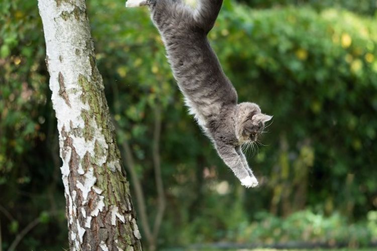 Aksi Penyelamatan Kucing yang Terjebak 4 Hari di Pohon Setinggi 50 Kaki