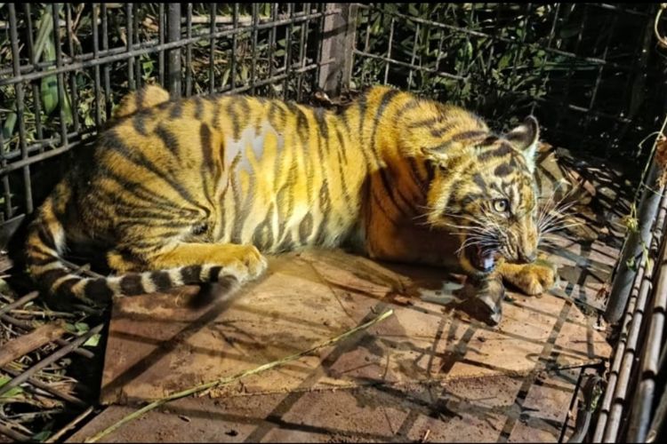 Sering Mangsa Ternak Warga, Anak Harimau Ditangkap di Pelalawan Riau