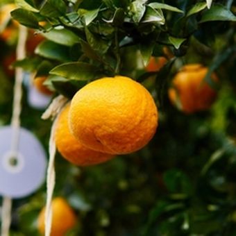 Ilustrasi buah jeruk mandarin