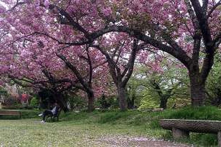 Suasana sakura mekar pada musim semi tampak indah, menjadikannya sebagai salah satu unggulan atraksi wisata alam wilayah Tohoku, Jepang. Tampak sakura bermekaran di Taman Hirosaki, Prefektur Aomori.