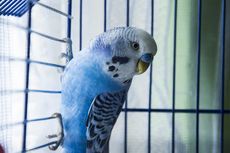 Simak, 4 Alasan Kandang Burung Harus Dilengkapi Mainan